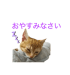 猫姉妹の日常3（個別スタンプ：3）