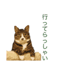 猫姉妹の日常3（個別スタンプ：4）