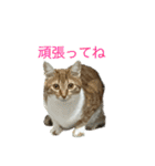 猫姉妹の日常3（個別スタンプ：5）