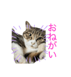 猫姉妹の日常3（個別スタンプ：8）