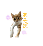 猫姉妹の日常3（個別スタンプ：9）