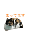 猫姉妹の日常3（個別スタンプ：12）