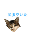 猫姉妹の日常3（個別スタンプ：14）