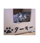 ちーずねこーずスタンプ2021～2023（個別スタンプ：6）