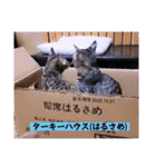 ちーずねこーずスタンプ2021～2023（個別スタンプ：7）
