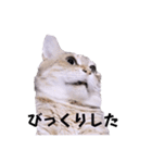 ちーずねこーずスタンプ2021～2023（個別スタンプ：8）