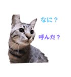 ちーずねこーずスタンプ2021～2023（個別スタンプ：14）