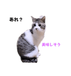 ちーずねこーずスタンプ2021～2023（個別スタンプ：15）