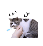 ちーずねこーずスタンプ2021～2023（個別スタンプ：16）