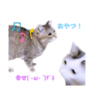 ちーずねこーずスタンプ2021～2023（個別スタンプ：17）