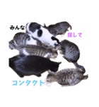 ちーずねこーずスタンプ2021～2023（個別スタンプ：18）