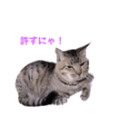 ちーずねこーずスタンプ2021～2023（個別スタンプ：20）