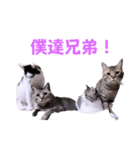 ちーずねこーずスタンプ2021～2023（個別スタンプ：26）