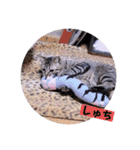 ちーずねこーずスタンプ2021～2023（個別スタンプ：37）