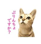 かわいいシンガプーラのスタンプ（個別スタンプ：1）