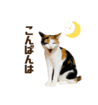 寅次郎とさくらPart2（個別スタンプ：3）