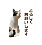寅次郎とさくらPart2（個別スタンプ：10）