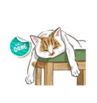 My Cat Stickers -Cats01-（個別スタンプ：5）