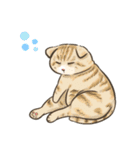 My Cat Stickers -Cats01-（個別スタンプ：13）