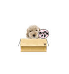 犬・猫・ハムスター可愛いstamp（個別スタンプ：37）