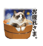 毎日使える☆もふもふ猫スタンプ4（個別スタンプ：5）