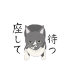 猫のもちゃん（個別スタンプ：8）