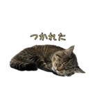 どらすたんぷ！2（個別スタンプ：5）