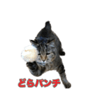 どらすたんぷ！2（個別スタンプ：26）