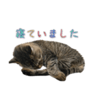 どらすたんぷ！2（個別スタンプ：33）