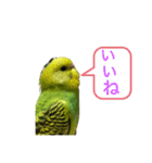 うちのブリちゃん（インコ）2（個別スタンプ：1）