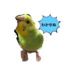 うちのブリちゃん（インコ）2（個別スタンプ：2）