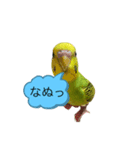うちのブリちゃん（インコ）2（個別スタンプ：3）