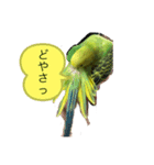 うちのブリちゃん（インコ）2（個別スタンプ：4）