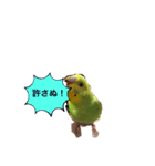 うちのブリちゃん（インコ）2（個別スタンプ：5）