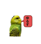 うちのブリちゃん（インコ）2（個別スタンプ：6）