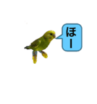 うちのブリちゃん（インコ）2（個別スタンプ：7）