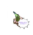 うちのブリちゃん（インコ）2（個別スタンプ：8）