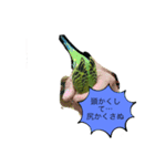 うちのブリちゃん（インコ）2（個別スタンプ：9）