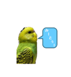うちのブリちゃん（インコ）2（個別スタンプ：11）