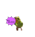 うちのブリちゃん（インコ）2（個別スタンプ：12）