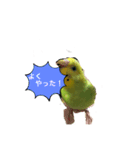 うちのブリちゃん（インコ）2（個別スタンプ：13）