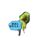 うちのブリちゃん（インコ）2（個別スタンプ：16）