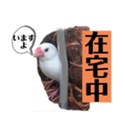 桜文鳥わすけ ホワイティーのご予定（個別スタンプ：1）