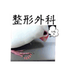 桜文鳥わすけ ホワイティーのご予定（個別スタンプ：12）