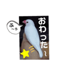 桜文鳥わすけ ホワイティーのご予定（個別スタンプ：22）