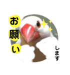 桜文鳥わすけ ホワイティーのご予定（個別スタンプ：23）