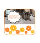 うちのあめ2（個別スタンプ：2）