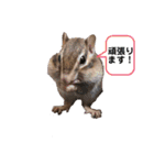 うちのあめ2（個別スタンプ：9）