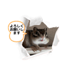 うちのあめ2（個別スタンプ：10）
