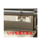 猫のスタンプ(りる)（個別スタンプ：3）